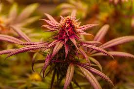 Exploring the Best Cannabis Seeds in Rhode Island Exploring the Best Cannabis Seeds in Rhode Island
