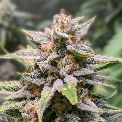 Exploring the Best Cannabis Seeds in Rhode Island Exploring the Best Cannabis Seeds in Rhode Island